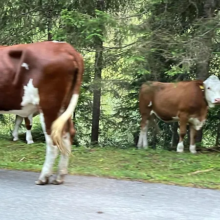 Haus Auszeit Ferienhaus *